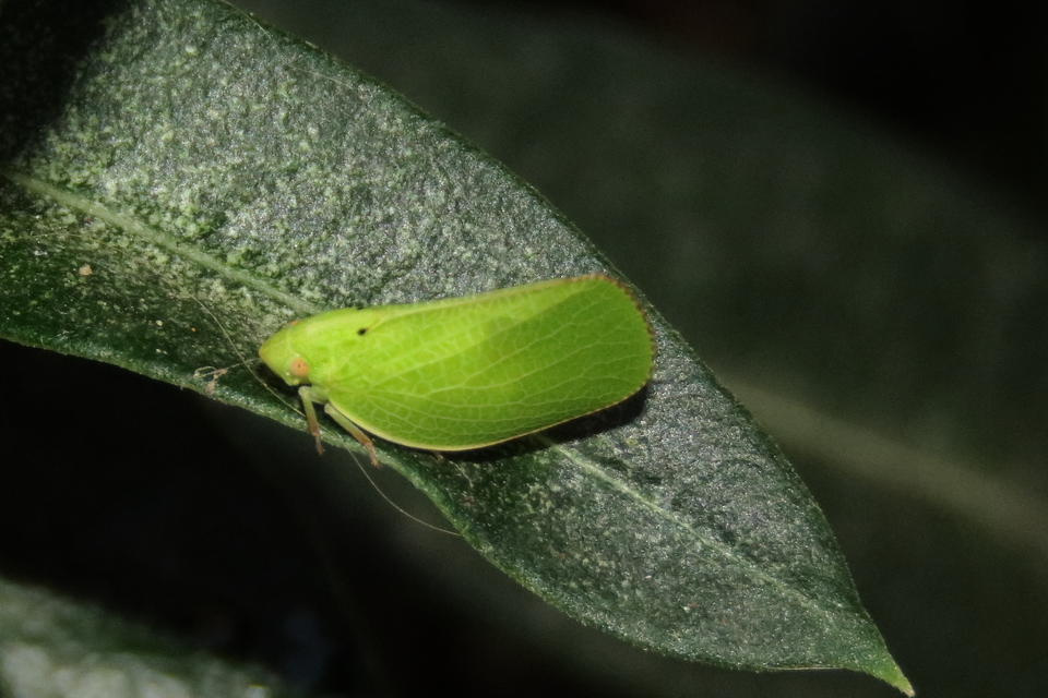 Acanalonia conica - élénkzöld lepkekabóca