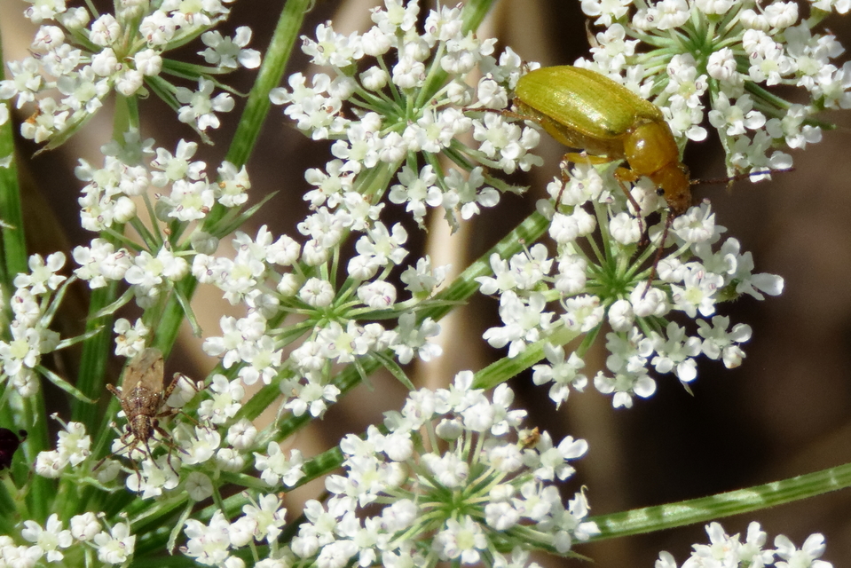 Cteniopus sulphureus - közönséges kénbogár