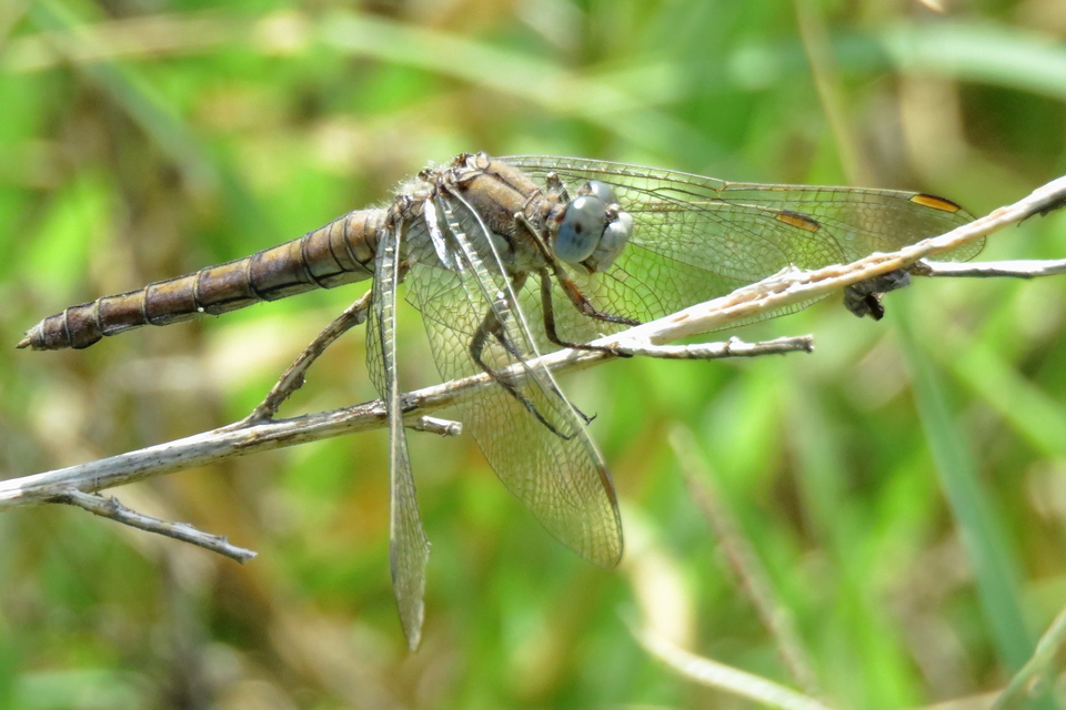 Orthetrum brunneum - pataki pásztorszitakötő
