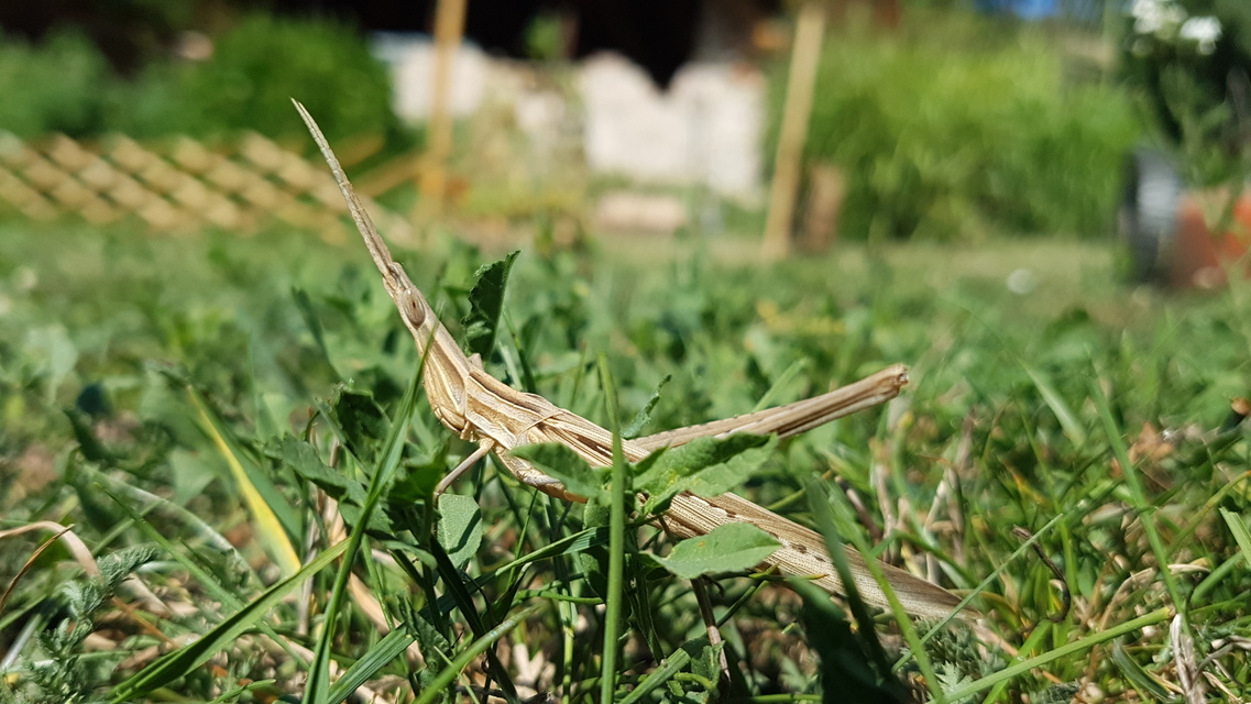 Acrida ungarica - sisakos sáska