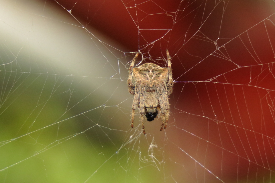 Araneus circe/angulatus