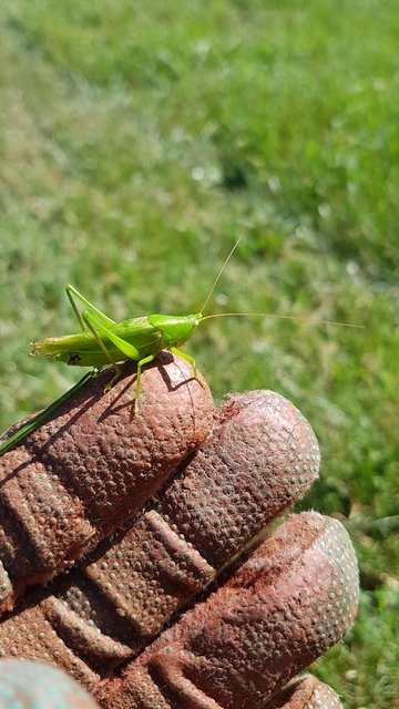 Ruspolia nitidula - nagy kúpfejűszöcske
