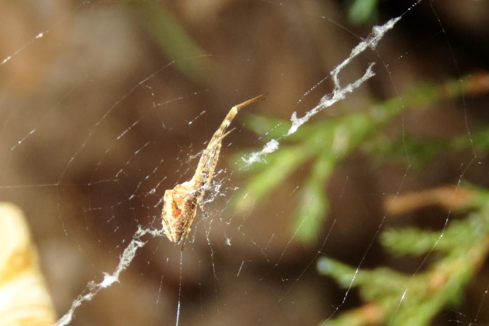 Uloborus walckenaerius - derespók