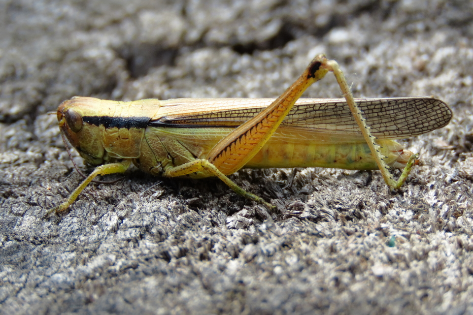 Mecostethus parapleurus - hagymazöld sáska