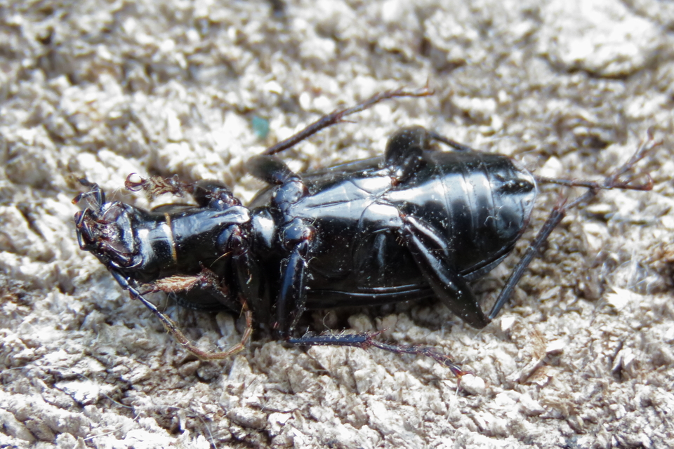 Pterostichus niger - komor gyászfutó