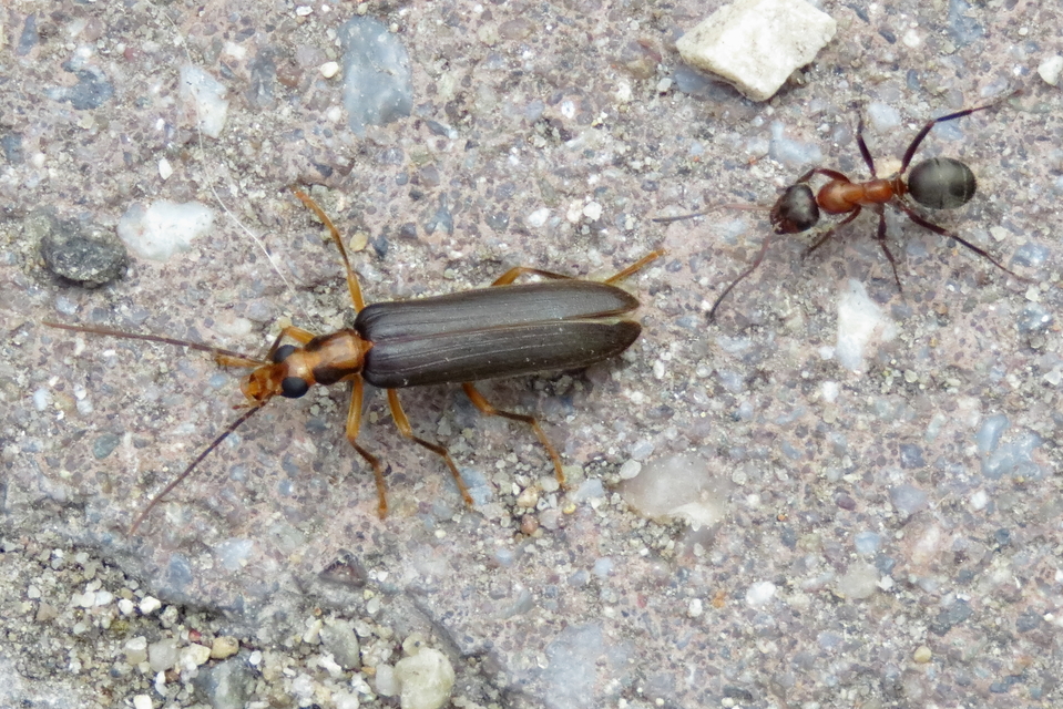 Nacerdes carniolica - karnóliai álcincér