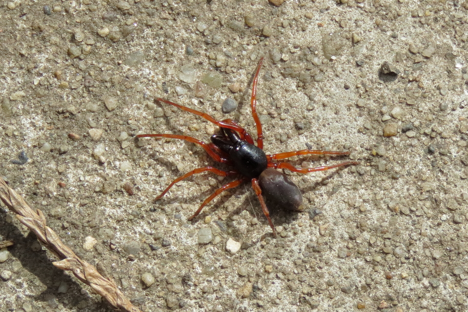 Dysdera