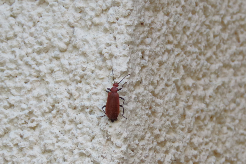 Pyrochroa serraticornis - közép-bíborbogár