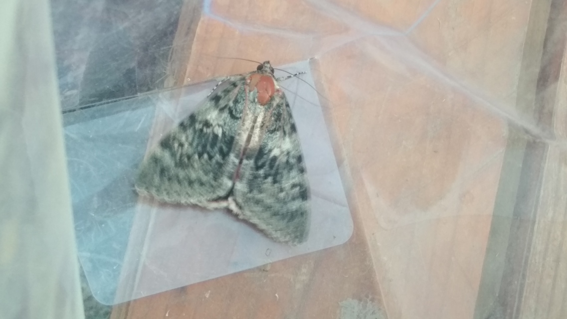 Catocala elocata - közönséges övesbagoly