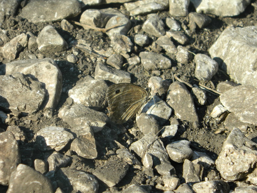 Arethusana arethusa - közönséges szemeslepke