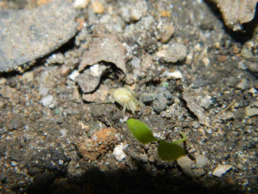 Cheiracanthium