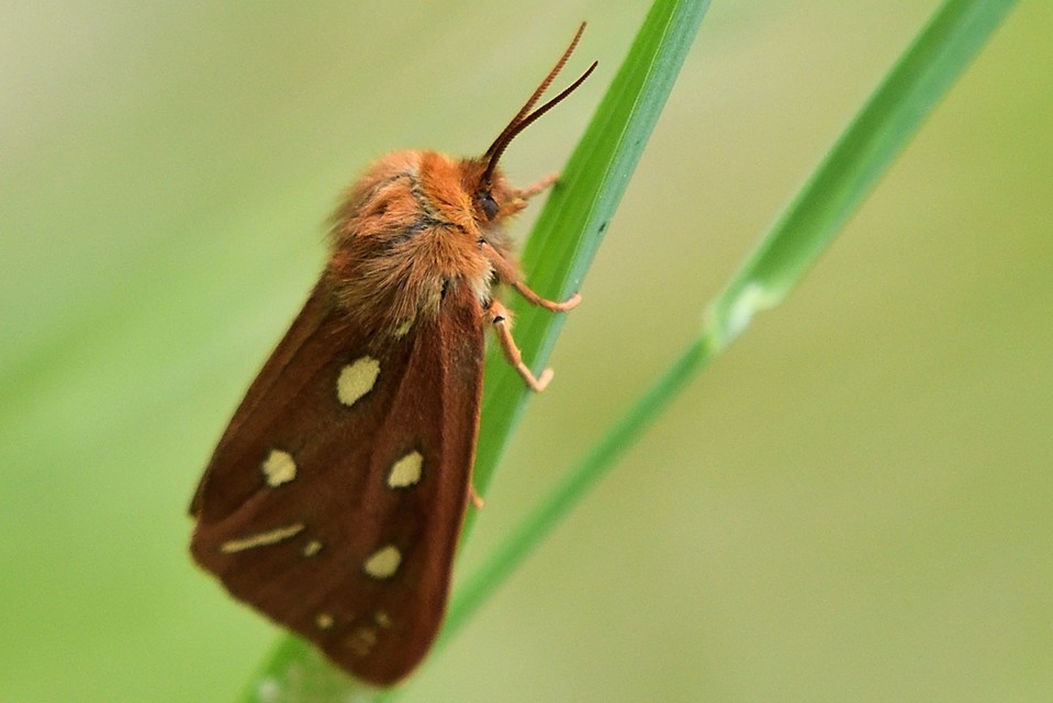 Hyphoraia aulica - barna medvelepke