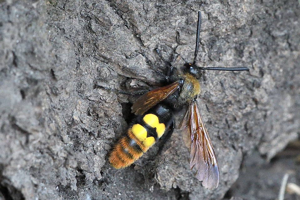 Megascolia maculata - óriás-tőrösdarázs