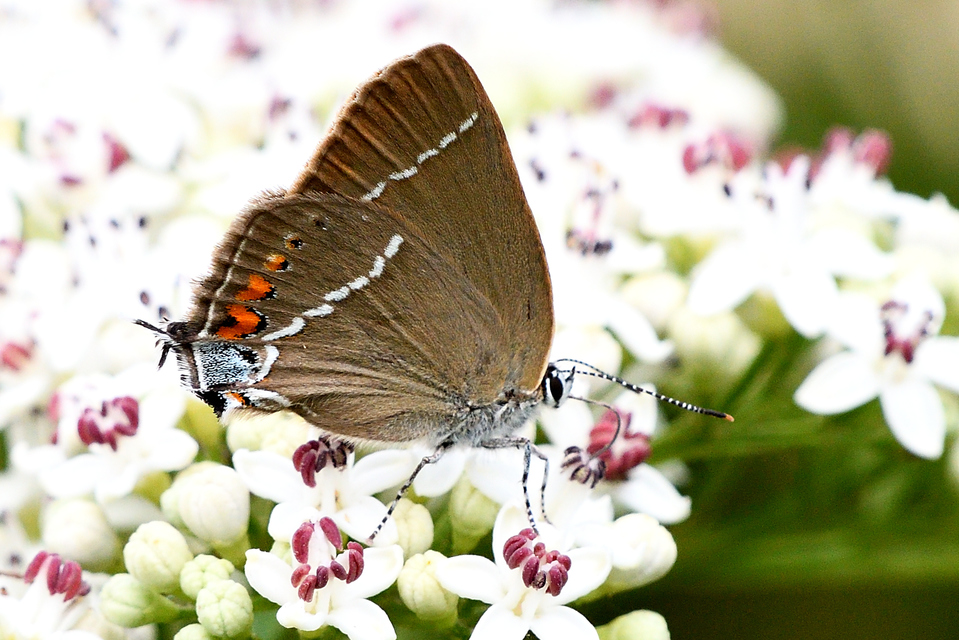 Satyrium spini - kökény-csücsköslepke