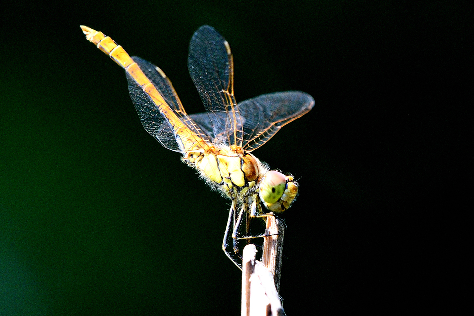 Sympetrum vulgatum - barkós katona-szitakötő