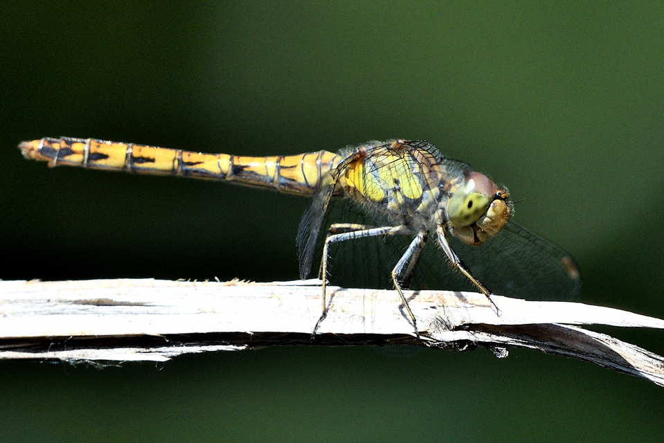 Sympetrum striolatum - harántsávos katona-szitakötő