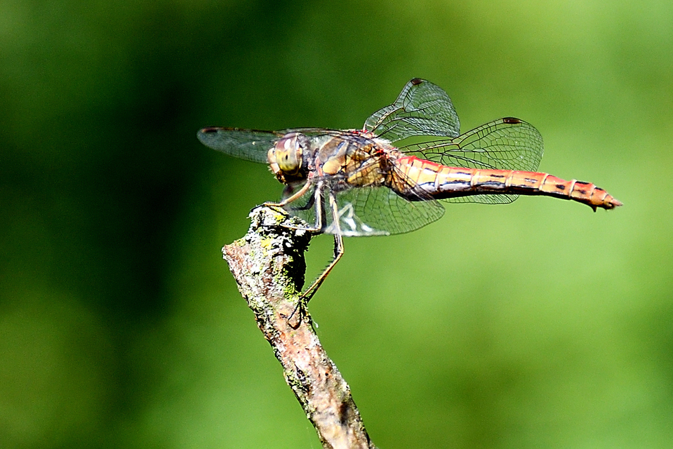Sympetrum vulgatum - barkós katona-szitakötő