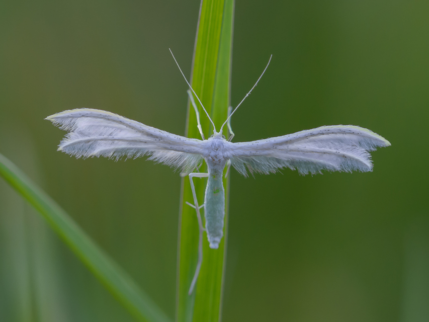 Pterophorus pentadactyla - fehér tollasmoly