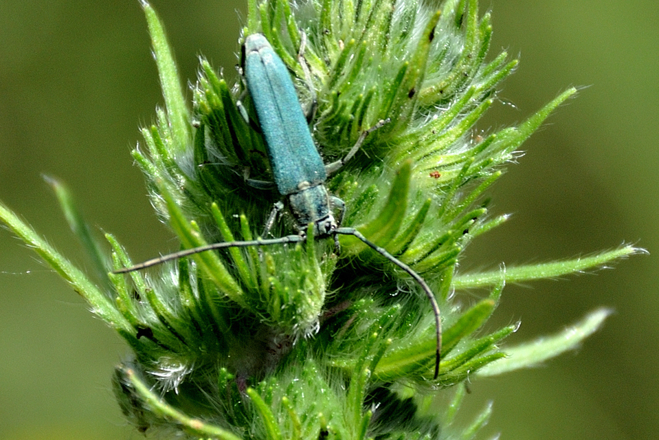 Phytoecia coerulescens - kígyósziszcincér