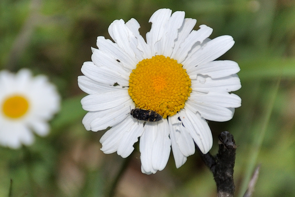 Acmaeoderella flavofasciata - sárgacsíkos zömökdíszbogár