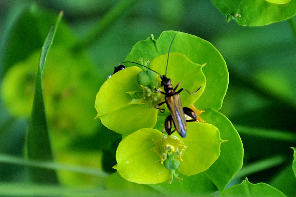 Oedemera femorata - sárgahátú álcincér
