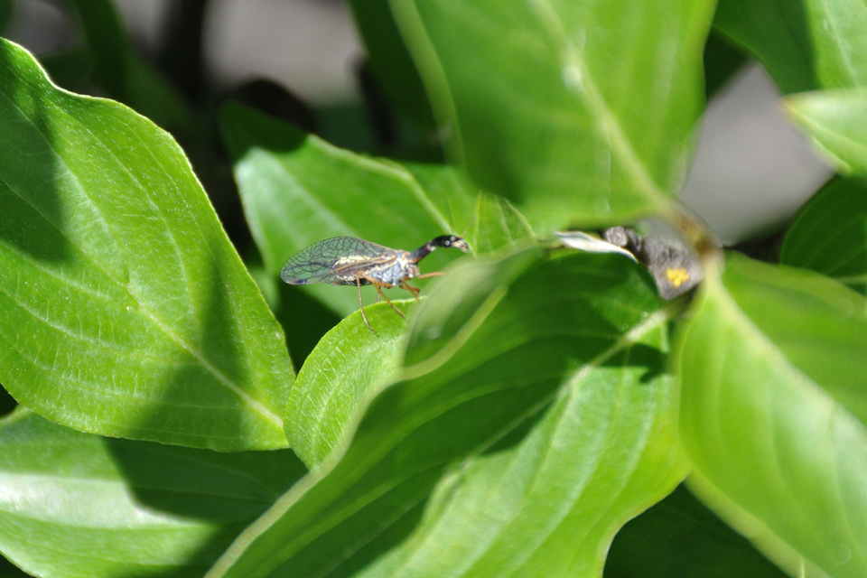 Raphidioptera - Tevenyakú-fátyolkák
