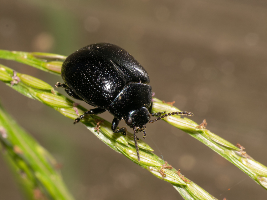 Chrysolina haemoptera - mezei levélbogár