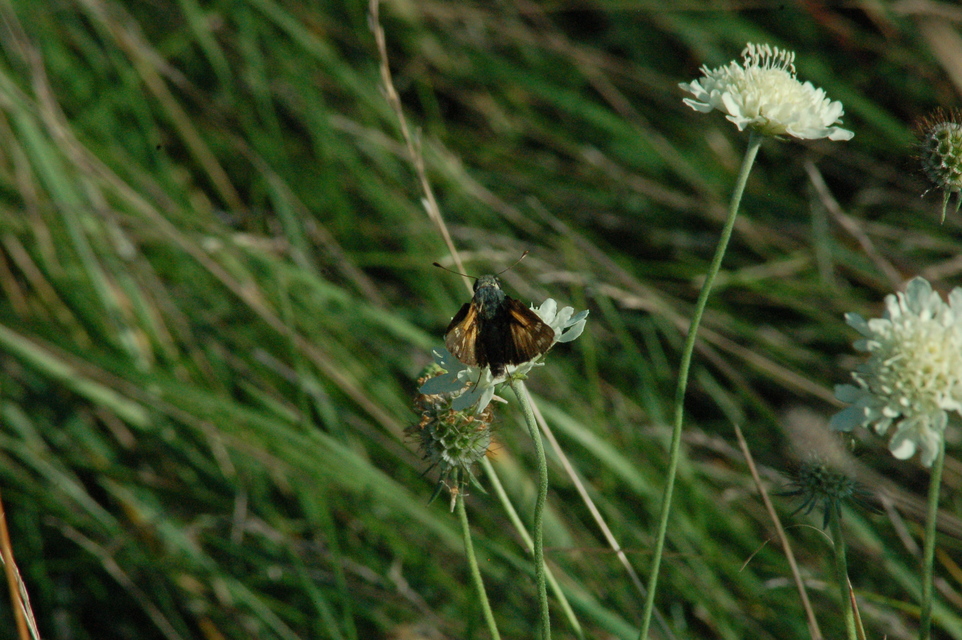 Hesperia comma - vesszős busalepke