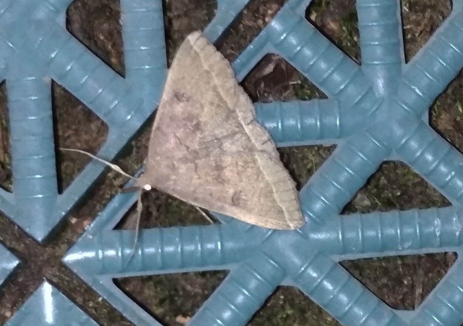 Pechipogo plumigeralis - tollascsápú karcsúbagoly