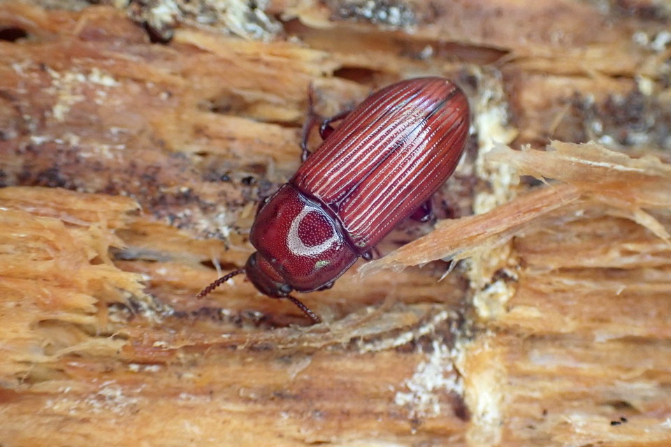 Uloma culinaris - nagy rágványbogár