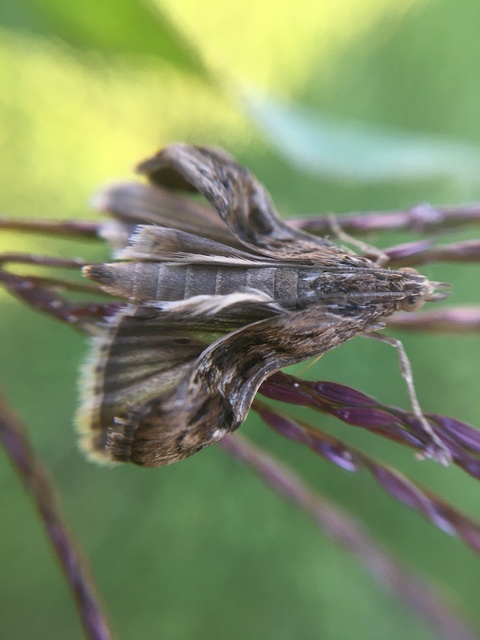 Nomophila noctuella - közönséges vándormoly