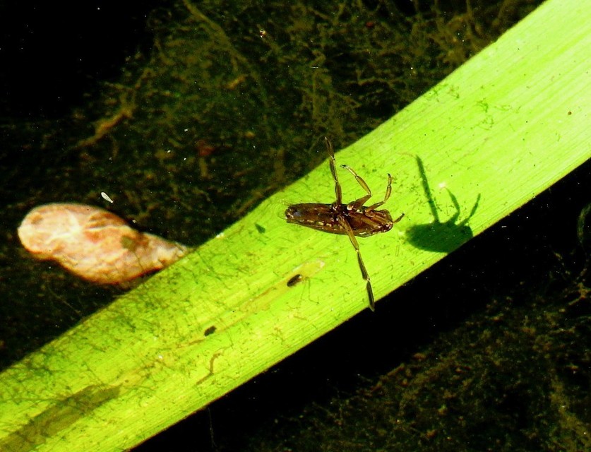 Notonectidae - hanyattúszó-poloskák