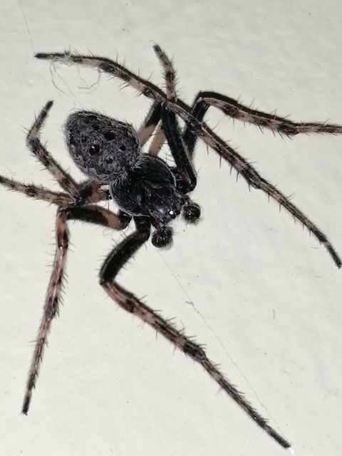 Nuctenea umbratica - közönséges rés-keresztespók
