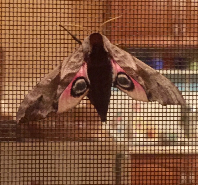 Smerinthus ocellatus - esti pávaszem