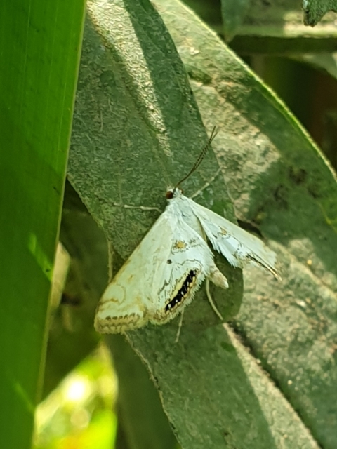Cataclysta lemnata - békalencsemoly