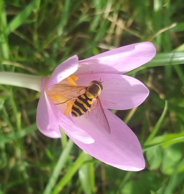 Syrphus