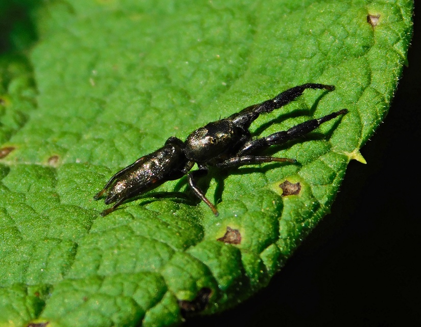 Mendoza canestrinii - mediterrán nádiugrópók