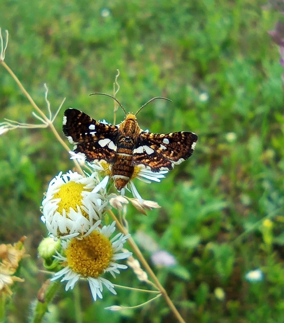 Thyris fenestrella - gyakori ablakosmoly