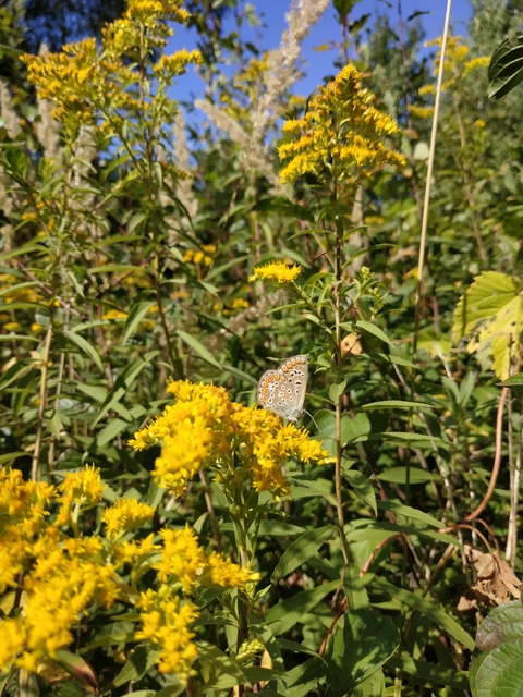Polyommatus icarus - közönséges boglárka Polyommatus icarus - közönséges boglárka