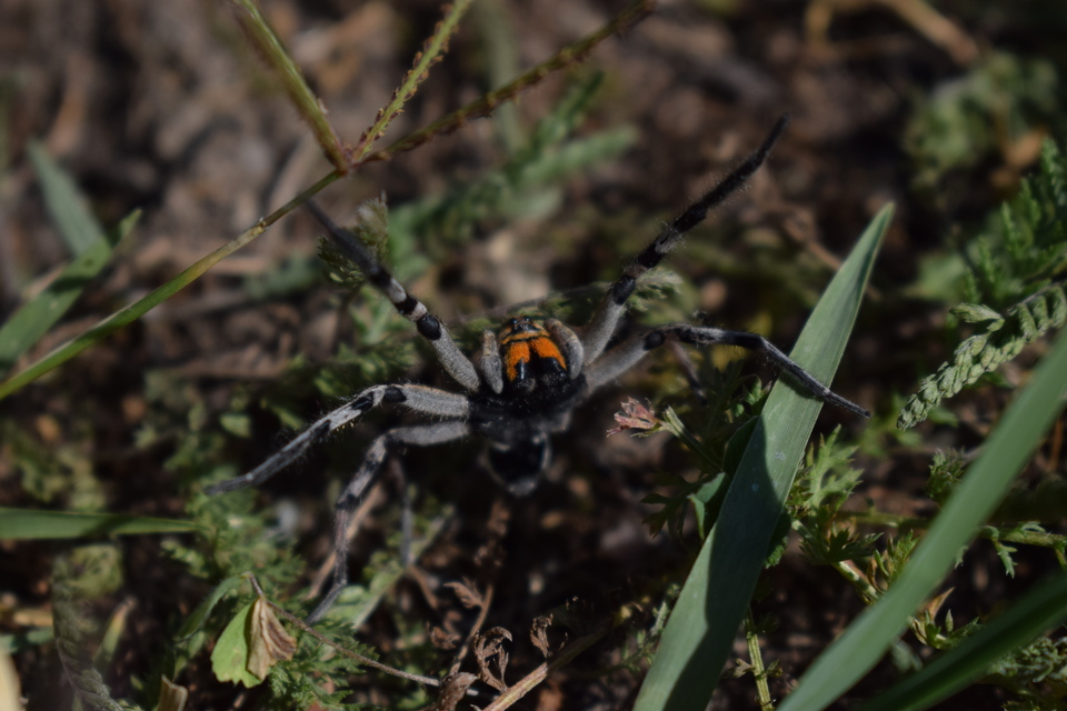 Geolycosa vultuosa - pokoli cselőpók