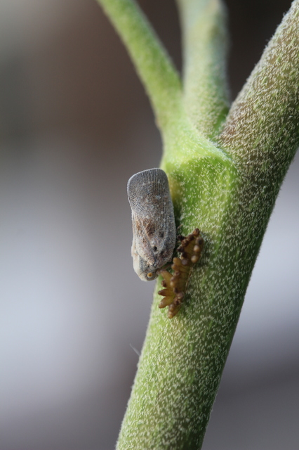 Metcalfa pruinosa - amerikai lepkekabóca