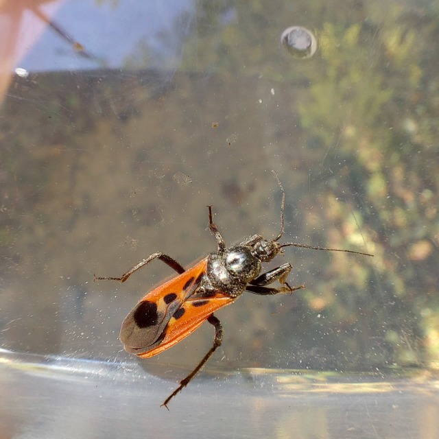 Peirates hybridus - foltos rablópoloska