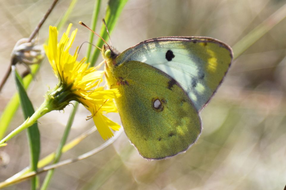 Colias alfacariensis - déli kéneslepke
