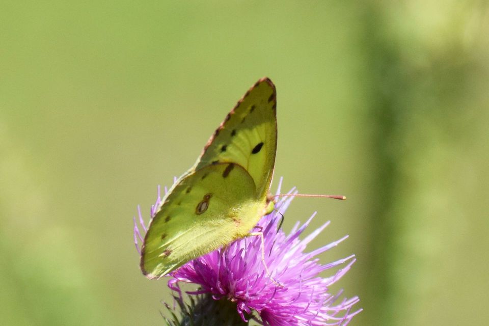 Colias erate - csángó-kéneslepke