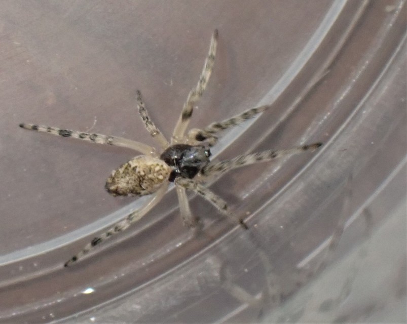 Cyclosa conica - csúcsos keresztespók