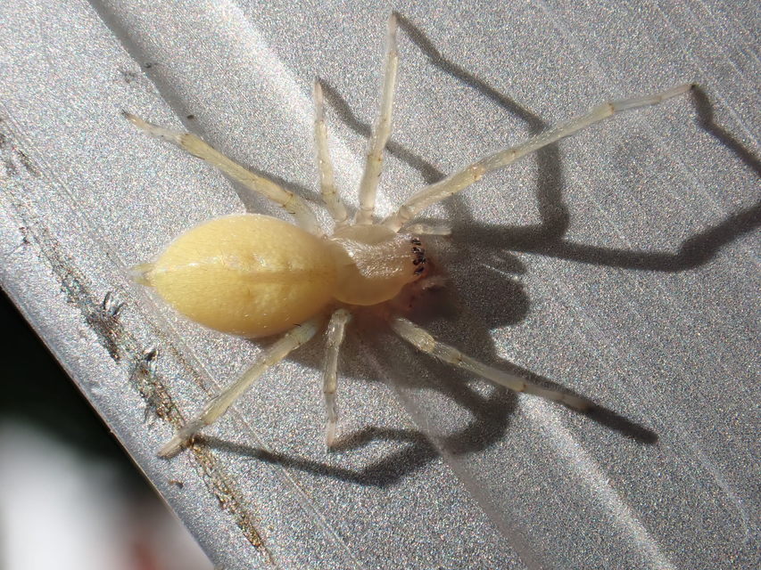 Cheiracanthium