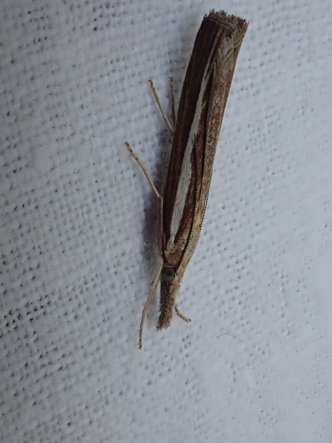 Agriphila