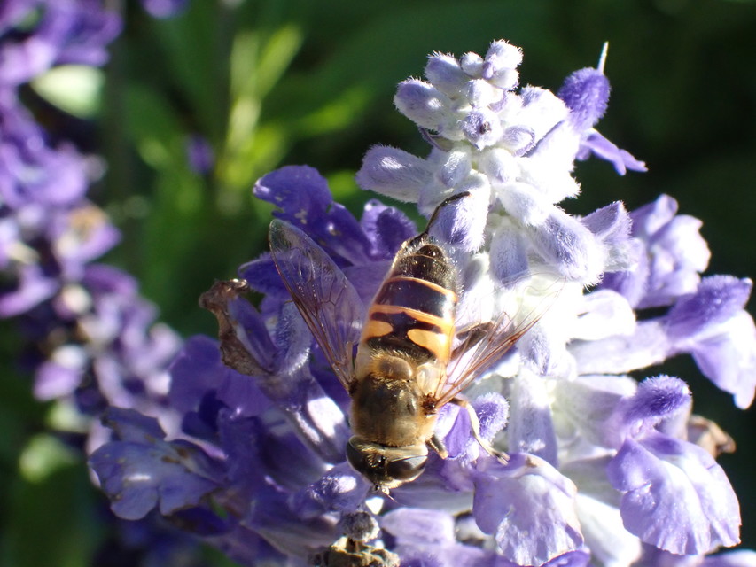 Eristalis tenax - közönséges herelégy