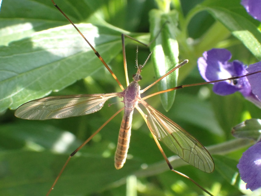 Tipula