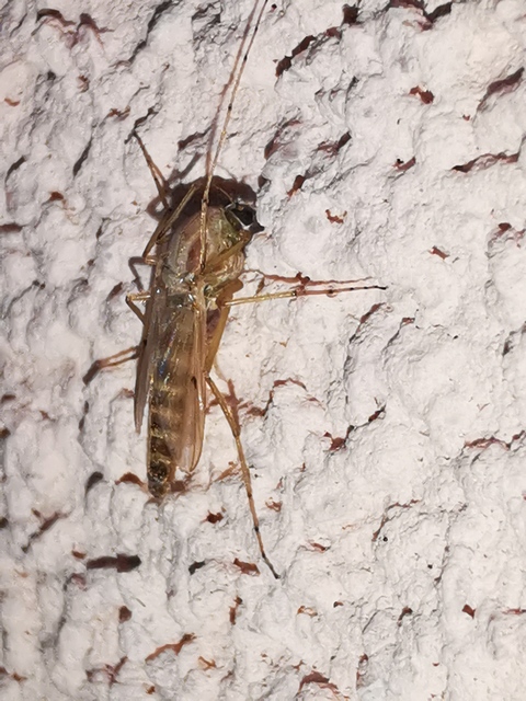 Chironominae